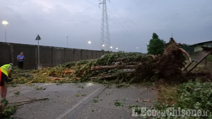 Volvera: disagi e alberi caduti a causa del violento acquazzone