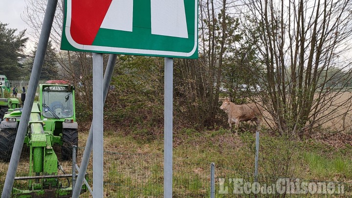 Volvera: vitella smarrita vicino all'ingresso dell'autostrada, l'intervento di Forze dell'Ordine e agricoltori