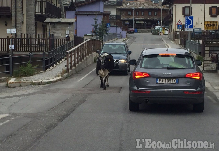 Pragelato: vacche spezzano il filo elettrificato e invadono la strada