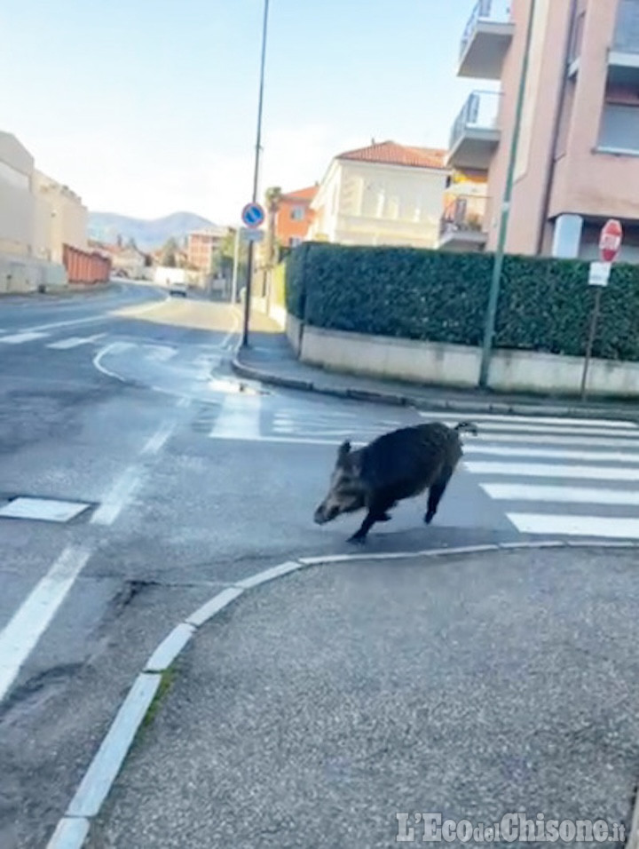 Pinerolo, cinghiali a spasso per la città, per il sindaco: «Bene così!»