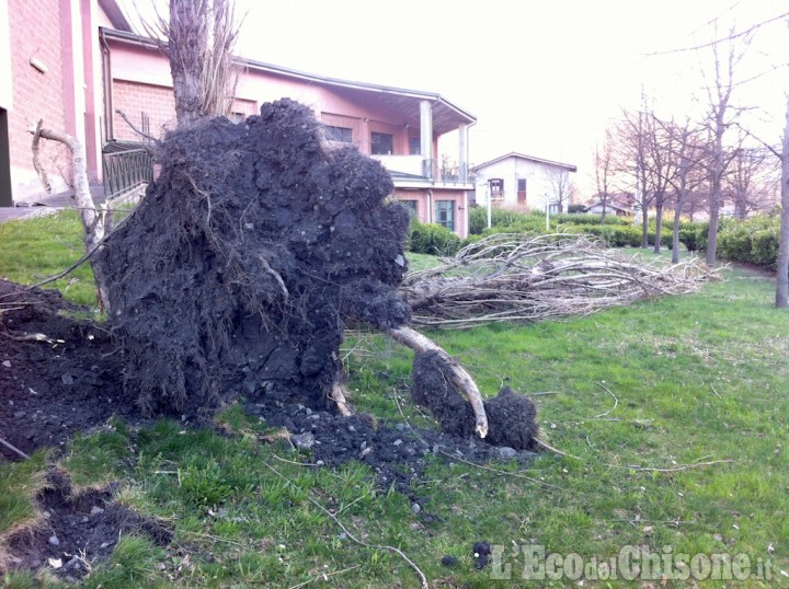 Danni del vento: albero sradicato vicino al cinema di Villar Perosa