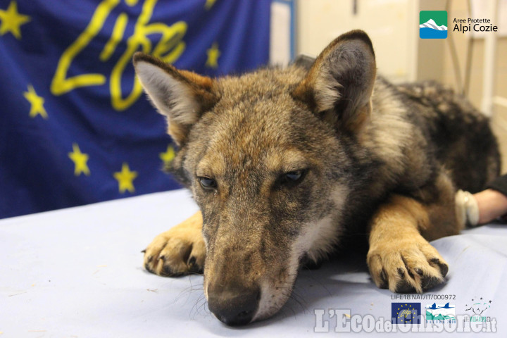 Ibrido lupo-cane infertilizzato e rimesso in libertà nei parchi delle Alpi Cozie