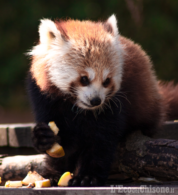 Al bioparco Zoom di Cumiana è nato un cucciolo di panda rosso