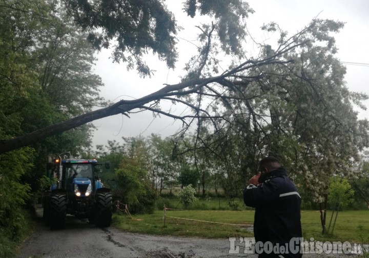 Volvera: albero caduto, interrotta strada antica di Cumiana