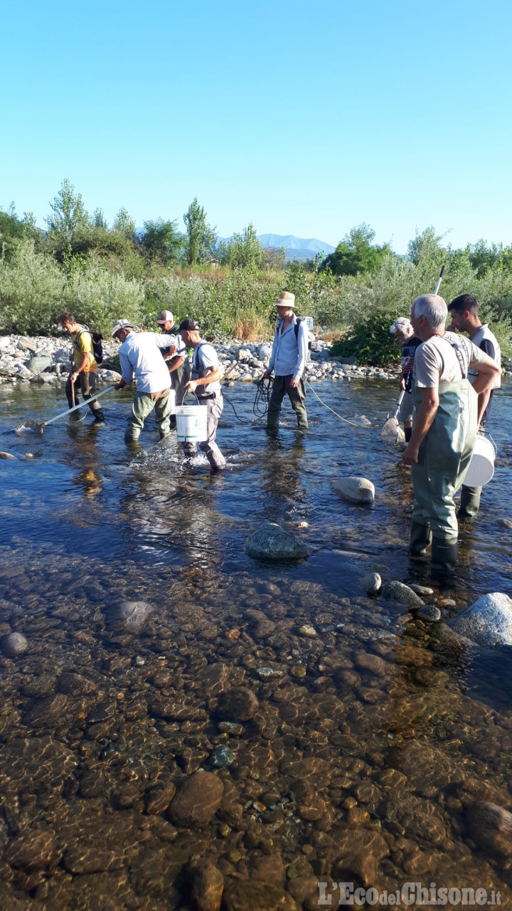 Bricherasio: trote, vaironi e barbi salvati dalla secca del Pellice