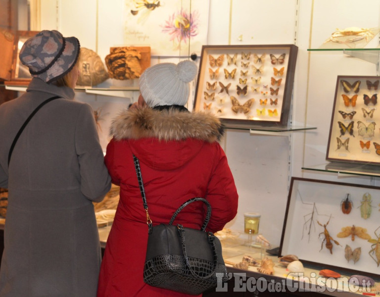 Pinerolo: Mostra al Museo didattico di scienze naturali