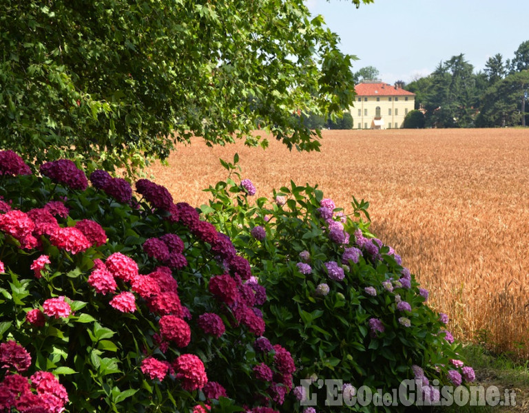 Pinerolo : Al Torione per la fioritura delle ortensie