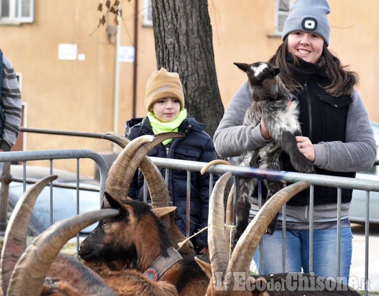 Pinerolo: Frazione Abbadia Festa San Antonio Abate Benedizione degli animali 