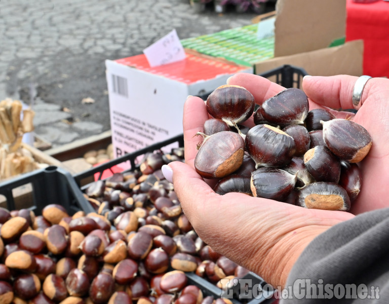 Pinerolo: La castagnata a Costagrande