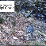 Forse avvistato il primo ibrido di lupo sulle Alpi Cozie