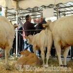 A Cavour la ventesima edizione della Rassegna dedicata alla carne bovina