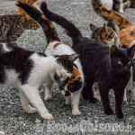 Finanziati 25 progetti per gatti randagi e colonie feline