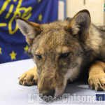 Ibrido lupo-cane infertilizzato e rimesso in libertà nei parchi delle Alpi Cozie