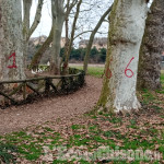 Vinovo: nuovi tagli di alberi attorno al laghetto del Castello