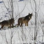 Segnalato il primo branco di lupi nei pressi del parco naturale del Monte San Giorgio