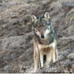 Polemica sul lupo: oggi Deidier e Canavese dall'assessore Carosso, ieri il Consiglio del parco Alpi Cozie