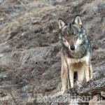 Danni da lupi e orsi: aperto il bando da 300mila euro a favole degli allevatori del Piemonte