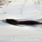 La foto vincitrice della settimana: a Cumiana la nutria fa il bagno