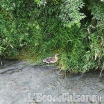 Un&#039;oca cenerina a Pinerolo lungo il torrente Moirano