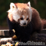 Al bioparco Zoom di Cumiana è nato un cucciolo di panda rosso