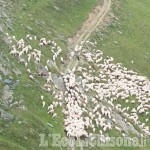 Ancora il lupo, strage di pecore in Alta Val Pellice