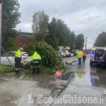 None: in via Gallino alberi caduti a causa del temporale