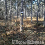 Piossasco: sul monte san Giorgio installate le trappole contro la Processionaria