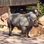 Cumiana: il bioparco Zoom dà il benvenuto al rinoceronte bianco Rami