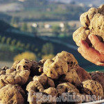 Dal 1° ottobre la “cerca” del tartufo